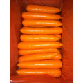 Лучшее качество для экспорта свежей моркови